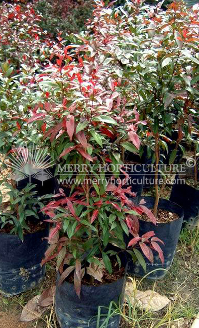 Syzygium campanulatum (Dark Red)